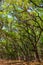 Canopy of old live oak trees draped in spanish moss.