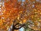 Canopy of Orange Autumn Leaves in November