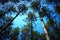 Canopy of Pine Trees