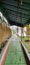 The canopy that protects the open corridor in the garden is surrounded by plants with concrete floors.