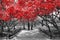 Canopy of red trees in surreal black and white landscape scene i