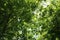 A Canopy of Shagbark Hickory Tree Leaves