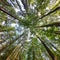 Canopy shot in a mixed forest with pine, maple and other deciduous trees