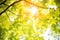 canopy shot with sun flaring through vibrant green leaves