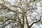 Canopy of sycamore trees, natural background