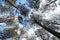 Canopy of tall conifer trees