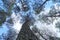 Canopy of tall conifer trees