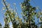 The canopy of tall trees framing a clear blue sky