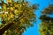 The canopy of tall trees framing a clear blue sky