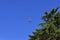 The canopy of tall trees framing a clear blue sky, with the sun shining through clear blue sky with airplane