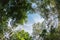 Canopy tree of Mixed Deciduous Forest in Thailand.