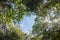 Canopy tree of Mixed Deciduous Forest in Thailand.