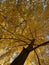 Canopy of Tree and Pretty Vibrant Yellow Fall Foliage Leaves