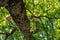 Canopy tree in a woodland