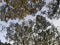 Canopy trees on blue Sky background