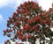 The canopy of a Triplaris weigeltiana tree, Long John, profusely blooming with pink flowers in Kauai