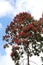 The canopy of a Triplaris weigeltiana tree, Long John, profusely blooming with pink flowers with a paritally cloudy sky