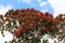 The canopy of a Triplaris weigeltiana tree, Long John, profusely blooming with pink flowers with a paritally cloudy sky in Kauai