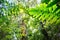 Canopy of tropical Amazon rain forest