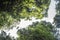 Canopy of a tropical jungle seen from the floor