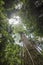 Canopy of a tropical jungle seen from the floor