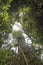 Canopy of a tropical jungle seen from the floor