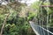 Canopy walk. Malaysia