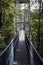 Canopy Walk Through the Rainforest