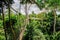 Canopy Walkway of Kakum National Park