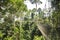 Canopy walkway in Kakum National Park, Ghana, West Africa