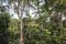 Canopy walkway in Kakum National Park, Ghana, West Africa