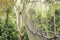 Canopy walkways in tropical rainforest, Kakum National Park, Ghana