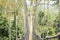 Canopy walkways in tropical rainforest, Kakum National Park, Ghana