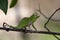 Canopy or Wills\\\' Chameleon. Endemic. Madagascar. Africa