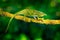 Canopy Wills chameleon, Furcifer willsii,sitting on the branch in forest habitat. Exotic beautifull endemic green reptile with lon