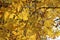 A Canopy of Yellow Hickory Leaves in Autumn