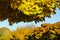 Canopy of yellow maple leaves