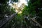 A canopy or zipline station on top of the trees in the brazilian amazon