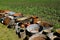 Cans, pails, pots, and baskets displayed for an auction