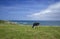 Cantabria, coastal landscape