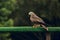 CANTABRIA, SANTANDER, SPAIN - August 19, 2020: Exhibition of birds in the natural park of Cabarceno with visitors. Hawks, Eagles