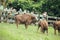 CANTABRIA, SANTANDER, SPAIN - AUGUST 19, 2020:, Group of European bison eating green grass in Cabarceno Natural Park with visitors