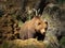 Cantabrian brown bear