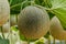 Cantaloupe. Fresh melon on tree. selective focus