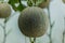 Cantaloupe Fresh melon on tree. selective focus