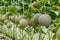 Cantaloupe. Fresh melon on tree. selective focus