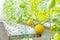 cantaloupe or melon fruit in the greenhouse  farm