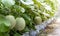 Cantaloupe melon is growing in a greenhouse. Melon is a large round fruit of a plant of the gourd family, with sweet pulpy flesh