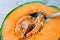 Cantaloupe melon nature summer plant