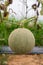 Cantaloupe melon. Ripe cantaloupe melon growing in greenhouse farm